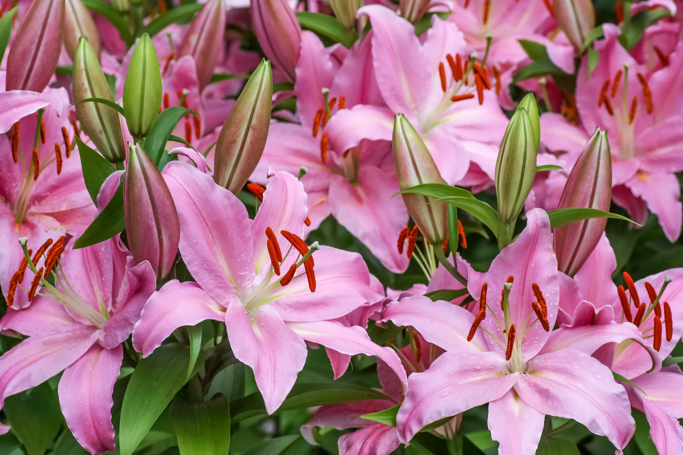 ピンク色のユリの花