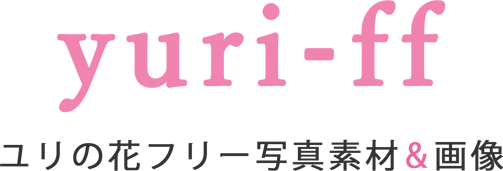 ユリの花おしゃれなフリー写真素材 無料 – yuri-ff