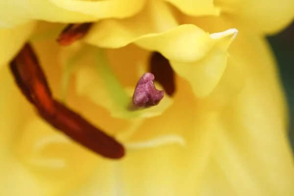 エキゾチックサン